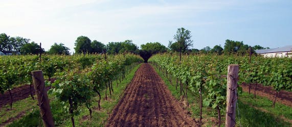 Private winery tour in the Niagara region